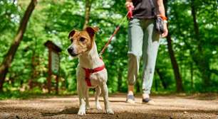 Cuidados Essenciais para Fazer Trilhas com seu Cachorro