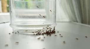 É um ingrediente culinário, mas muitos o utilizam para repelir formigas naturalmente