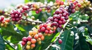Biodiversidade no cafezal: pesquisa revela que aves ajudam a proteger plantações de café