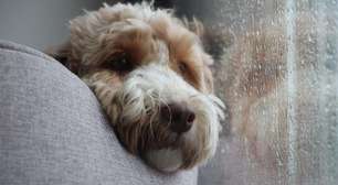 Por que os cães suspiram? Entenda os motivos por trás desse comportamento