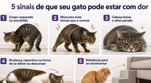 Gato com dor: sinais que muitos tutores não percebem