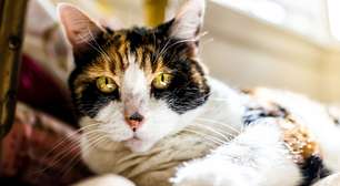 Terceira idade felina: 7 mudanças comportamentais de gatos idosos
