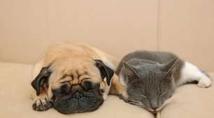 União Europeia proíbe reprodução seletiva de cães e gatos; entenda a decisão