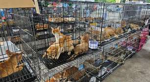 Rede que roubava gatos para consumo humano é desmantelada no Vietnã e centenas de animais são salvos