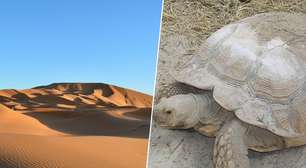 Para conter a desertificação do Sahel, na África, cientistas tentaram uma nova estratégia: soltar 500 tartarugas