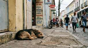 Prefeitura de Vitória abre licitação para censo inédito de cães e gatos