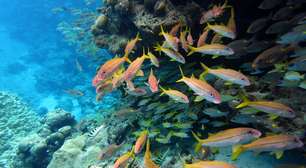 O mundo acertou proteger 30% dos oceanos até 2030, mas a proteção marinha não pode ser avaliada apenas com base na área