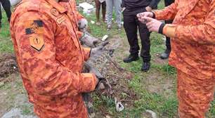 Polícia encontra criadouro de jacarés em operação contra o tráfico de drogas em Belford Roxo