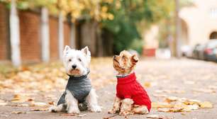 Roupas para pets no frio: cuidado ou exagero?