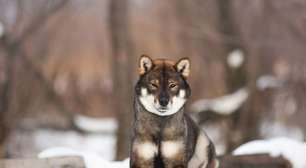 Shikoku: conheça as características do cachorro dessa raça