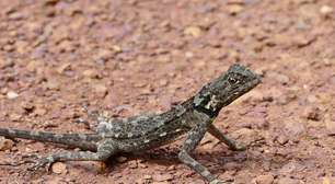 Conheça o tamanquaré, lagarto amazônico que intriga cientistas com habilidade impressionante de locomoção