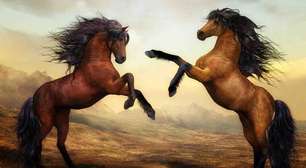 Raças de cavalos em diferentes partes do mundo: o que elas têm de especial