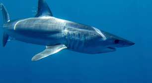 Tudo sobre o tubarão-mako: o predador mais veloz dos oceanos