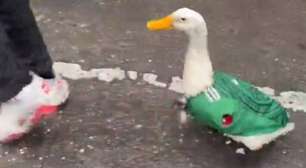 Conheça Merlin, o pato que viralizou após ser visto usando a camiseta do México na Copa do Mundo