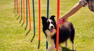 Os 10 cães mais inteligentes do mundo, segundo ciência