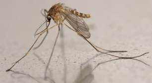 Com aumento do calor, Escócia enfrenta proliferação de mosquito que transmite o vírus Usutu