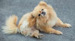 Seu pet coça muito a orelha? Veterinário explica como identificar e prevenir doenças de ouvido