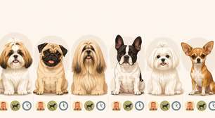Existem cachorros para apartamento que ficam bem sozinhos?