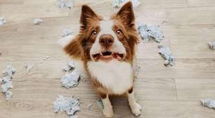 Cálculo da idade canina: por que a regra dos 7 anos está errada?