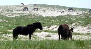 Por que os cavalos selvagens da iIha Sable são diferentes dos outros