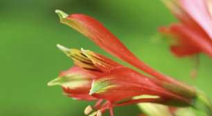 Fotografia feita em trilha leva à descoberta de nova espécie de flor em Santa Catarina