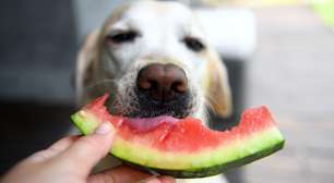 Frutas que cães não podem comer: conheça 10 opções que podem fazer mal aos pets
