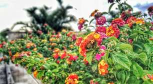 Nem gerânios, nem petúnias: esta é a planta que lhe dará flores o ano todo