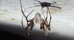 Descoberta na Amazônia revela aranha que imita fungo parasita e usa camuflagem para sobreviver e caçar