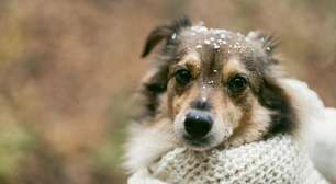 Inverno: Cuidados essenciais para proteger pets do frio