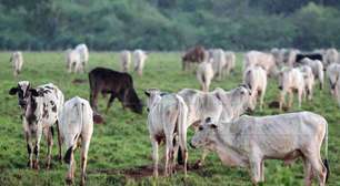 Grupo Prime, do setor de agronegócio, pede recuperação judicial com dívidas de quase R$ 800 milhões