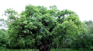 Ícone de Robin Hood, o Major Oak é declarado morto após mais de mil anos na Sherwood Forest