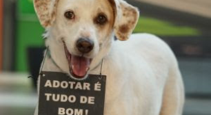 Evento de adoção de pets busca novos lares para animais resgatados na Barra