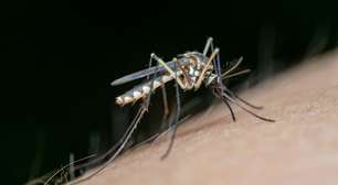 Diga adeus aos mosquitos: aprenda o truque do papel higiênico