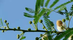 Plantas que se fecham ao serem tocadas: quais as espécies e por que isso acontece