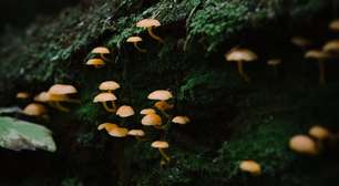 Redes subterrâneas de fungos revelam dimensão invisível da vida