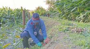 Jardim filtrante trata água para reuso