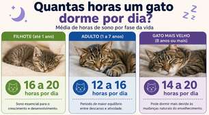 Quantas horas um gato dorme por dia? Veja o que é normal em cada fase da vida