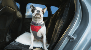Veja como garantir o transporte seguro de pets em veículos e evitar acidentes no trânsito