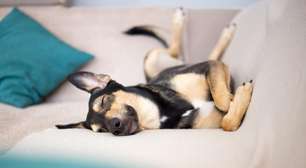 Por que cachorros gostam de dormir colados nos tutores?