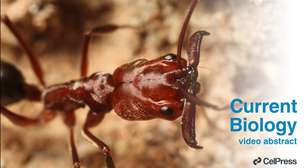 Espécie de aranha-balista é descoberta na Austrália e ela possui "a especialização definitiva", segundo cientistas