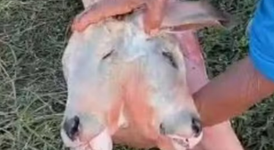 Bezerro nasce com duas cabeças em cidade do MA; mãe sobreviveu após tratamento