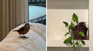 Apresentadora mostra passarinho invadindo sala de TV fazendo ninho em vaso de planta