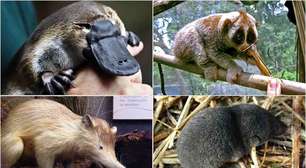 Só existem quatro mamíferos venenosos no mundo: entenda cada um