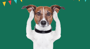 5 cuidados com os animais durante a Copa do Mundo e as festas juninas
