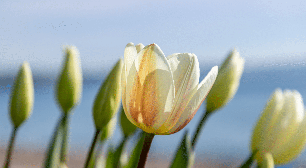 8 cuidados essenciais ao cultivar tulipas