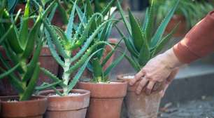 Os melhores lugares da casa para colocar babosa, planta milagrosa que purifica o ar