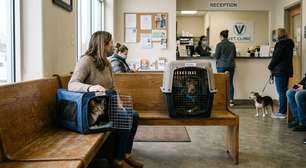 Belo Horizonte oferece castração gratuita para cães e gatos; veja regras
