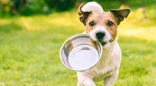 Pet com fome ou pedindo atenção? Saiba como identificar e agir