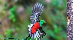 Quetzal: uma das espécies favoritas dos observadores de aves