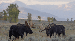 Alces: 8 curiosidades sobre os gigantes das florestas